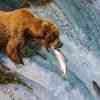 Brown Bears hunting salmon