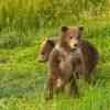 Young Brown Bears playing