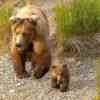 Brown Bear mom and cub