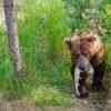 Brown Bear with salmon on the path