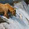 Brown Bears hunting salmon