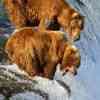 Brown Bears hunting salmon