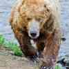 Brown Bear