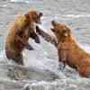 Brown Bears hunting salmon