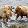 Brown Bears hunting salmon