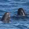 Pilot whales