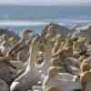 Gannets Lambert's Bay