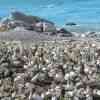 Gannets Lambert's Bay