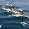 Common Dolphins