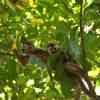 Manuel Antonio