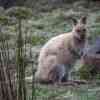 Wallaby