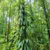 Rainforest walk to Emerald Pool