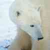 Polar bear