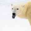 Polar bear