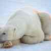 Polar bear