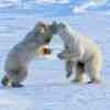 Polar bears