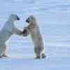 Polar bears