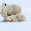 Polar bears