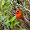 Cardinalbird male