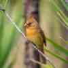 Cardinalbird female