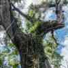 Mahogany Tree Everglades