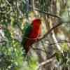 Australian King Parrot