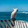 Yellow crested cockatoo