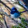 Blue fairy wren