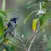 New Holland honeyeater