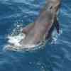 Pilot whale bayb