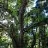 Vegetation along the stream