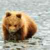 Hallo Bay Grizzly feeding on clams