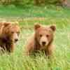 Young Bears