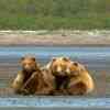 Hallo Bay Grizzly mom and cubs
