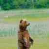 Hallo Bay Grizzly feeding on grass