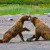 Grizzlies Bears fighting