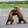 Grizzlies Bears fighting