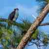 Honeymoon Island