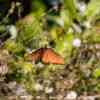 Honeymoon Island