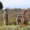 Meerkats  Adventure