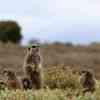 Meerkats  Adventure