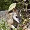 Kangaroo Island