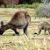 Kangaroo Island