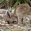 Kangaroo Island