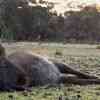 Kangaroo Island