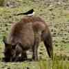 Kangaroo Island