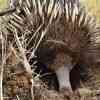 Kangaroo Island