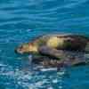 Galapagos Islands