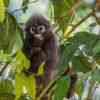 Dusky Langur in the Khao Sok