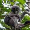 Dusky Langur in the Khao Sok